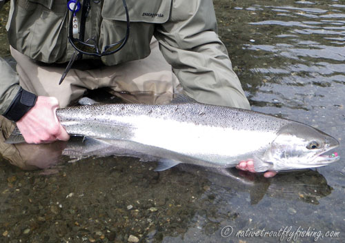 Native Trout Fly Fishing