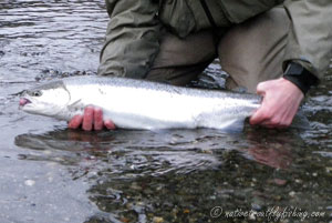 Native Trout Fly Fishing