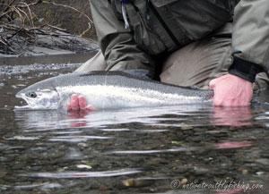 Native Trout Fly Fishing