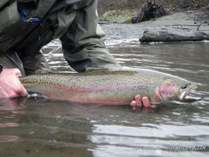 Native Trout Fly Fishing