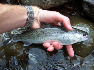 Native Trout Fly Fishing