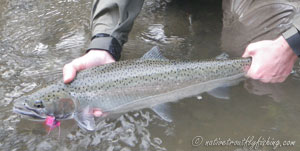 Native Trout Fly Fishing