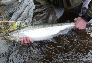 Native Trout Fly Fishing