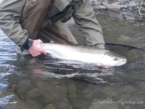 Native Trout Fly Fishing