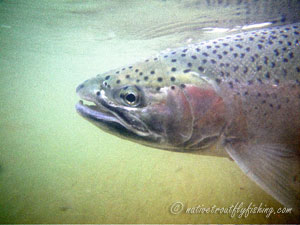 Native Trout Fly Fishing