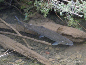 Native Trout Fly Fishing