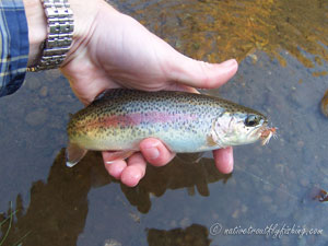 Native Trout Fly Fishing