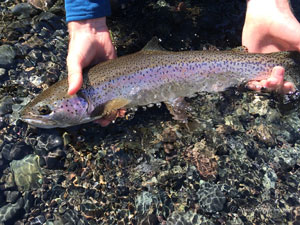 Native Trout Fly Fishing