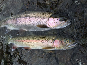 Native Trout Fly Fishing