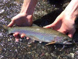 Native Trout Fly Fishing