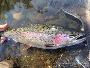 Native Trout Fly Fishing