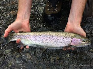 Native Trout Fly Fishing