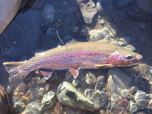 Native Trout Fly Fishing