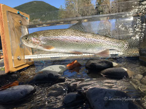 Native Trout Fly Fishing