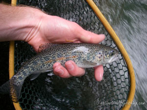 Native Trout Fly Fishing