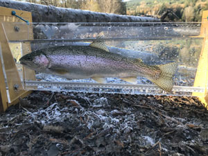 Native Trout Fly Fishing