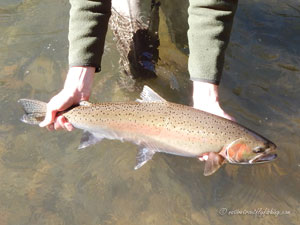 Native Trout Fly Fishing