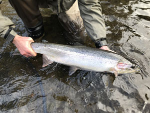 Native Trout Fly Fishing