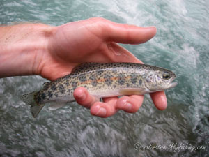 Native Trout Fly Fishing