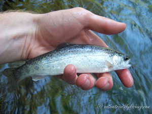 Native Trout Fly Fishing