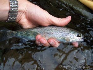 Native Trout Fly Fishing