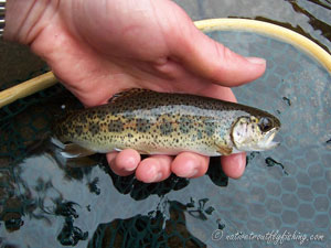 Native Trout Fly Fishing