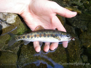 Native Trout Fly Fishing