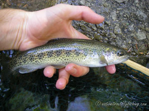 Native Trout Fly Fishing