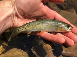 Native Trout Fly Fishing