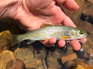 Native Trout Fly Fishing