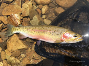 Native Trout Fly Fishing