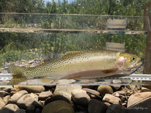 Native Trout Fly Fishing