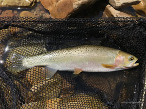 Native Trout Fly Fishing