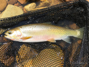 Native Trout Fly Fishing