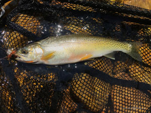 Native Trout Fly Fishing