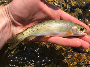 Native Trout Fly Fishing