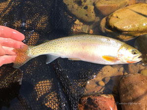 Native Trout Fly Fishing