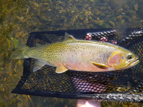 Native Trout Fly Fishing