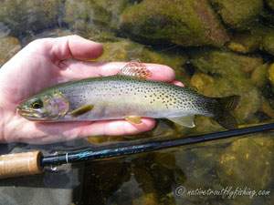 Native Trout Fly Fishing