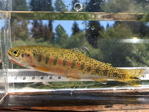 Native Trout Fly Fishing