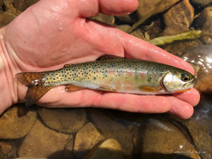 Native Trout Fly Fishing