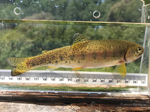 Native Trout Fly Fishing