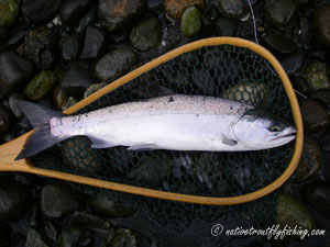 Native Trout Fly Fishing