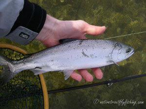 Native Trout Fly Fishing