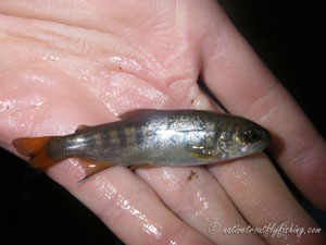 Native Trout Fly Fishing