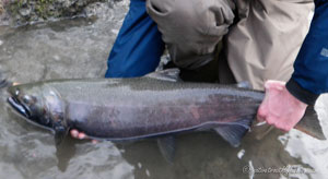 Native Trout Fly Fishing