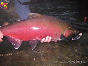 Native Trout Fly Fishing