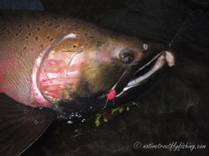 Native Trout Fly Fishing