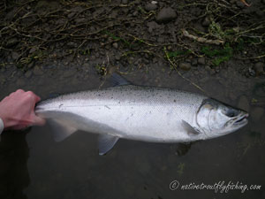 Native Trout Fly Fishing