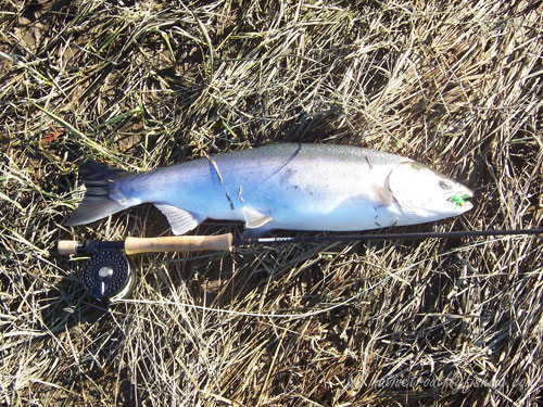 Native Trout Fly Fishing